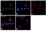 ERK1/ERK2 Antibody in Immunocytochemistry (ICC/IF)