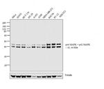 ERK1/ERK2 Antibody in Western Blot (WB)