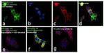 Phospho-S6 (Ser235, Ser236) Antibody