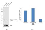 Phospho-S6 (Ser235, Ser236) Antibody