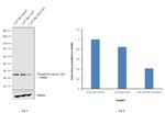 Phospho-S6 (Ser235, Ser236) Antibody in Western Blot (WB)