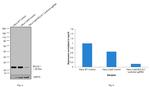 Bcl-xL Antibody in Western Blot (WB)