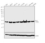 Bcl-xL Antibody in Western Blot (WB)