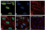 Phospho-CHK1 (Ser345) Antibody