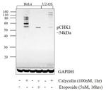 Phospho-CHK1 (Ser345) Antibody in Western Blot (WB)