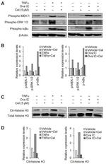 Histone H3 Antibody in Western Blot (WB)