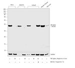 IkB alpha Antibody in Western Blot (WB)