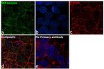 IKK gamma Antibody in Immunocytochemistry (ICC/IF)