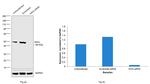 IKK gamma Antibody in Western Blot (WB)