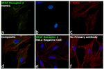 VEGF Receptor 2 Antibody