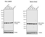 MEK1/MEK2 Antibody