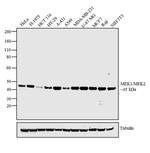 MEK1/MEK2 Antibody in Western Blot (WB)