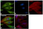 S6 Antibody in Immunocytochemistry (ICC/IF)