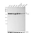 S6 Antibody in Western Blot (WB)