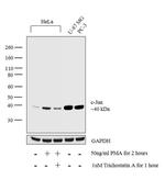 c-Jun Antibody in Western Blot (WB)