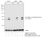 Phospho-ERK1/ERK2 (Thr202, Tyr204) Antibody