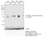 Phospho-ERK1/ERK2 (Tyr204) Antibody