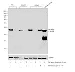 IkB alpha Antibody