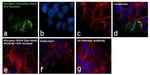 Phospho-EGFR (Tyr1068) Antibody in Immunocytochemistry (ICC/IF)