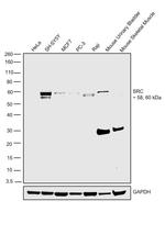 SRC Antibody