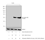 Phospho-ELK1 (Ser383) Antibody