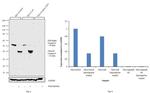 Caspase 8 Antibody in Western Blot (WB)