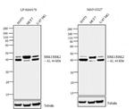 ERK1/ERK2 Antibody