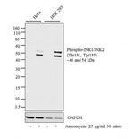 Phospho-JNK1/JNK2 (Thr183, Tyr185) Antibody in Western Blot (WB)