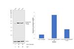 Phospho-BAD (Ser112) Antibody in Western Blot (WB)