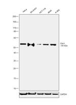 Chk1 Antibody in Western Blot (WB)