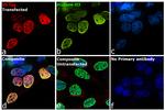 V5 Tag Antibody in Immunocytochemistry (ICC/IF)