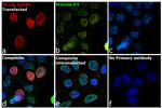 V5 Tag Antibody in Immunocytochemistry (ICC/IF)