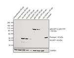 GFP Antibody in Western Blot (WB)