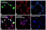 GFP Antibody in Immunocytochemistry (ICC/IF)