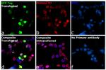 GFP Antibody in Immunocytochemistry (ICC/IF)