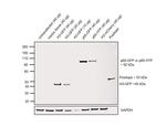 GFP Antibody in Western Blot (WB)