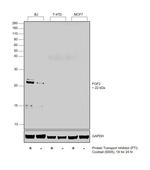 FGF2 Antibody in Western Blot (WB)