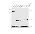 Dynamin 1 Antibody in Western Blot (WB)