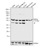 GSK3 alpha Antibody in Western Blot (WB)