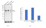 GSK3 alpha Antibody in Western Blot (WB)