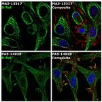 B-Raf Antibody