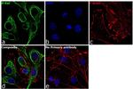 B-Raf Antibody in Immunocytochemistry (ICC/IF)