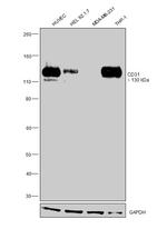 CD31 Antibody in Western Blot (WB)