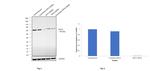 Cytokeratin 5 Antibody in Western Blot (WB)