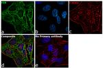 FER Antibody in Immunocytochemistry (ICC/IF)