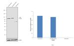 FER Antibody in Western Blot (WB)