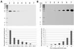 Calreticulin Antibody in Western Blot (WB)