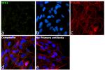 YES1 Antibody in Immunocytochemistry (ICC/IF)