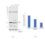 FABP4 Antibody in Western Blot (WB)