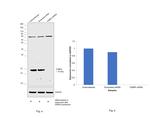 FABP4 Antibody in Western Blot (WB)